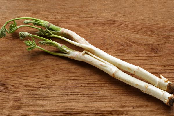 ウド 野菜 画像1 無料写真素材