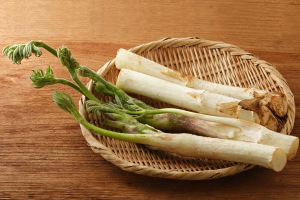 ウド 野菜 画像2 フリー写真素材