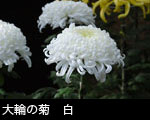 大輪の菊　白