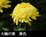 大輪の菊　黄色