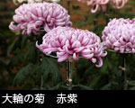 大輪の菊　赤紫