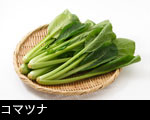 コマツナ  