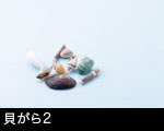 貝がら2