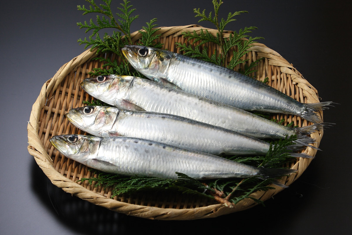 f57-1507　イワシ 　魚
