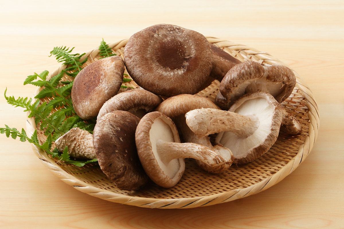 f57-1527　生椎茸