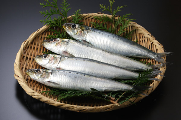イワシ 魚 画像 無料写真素材 フリー