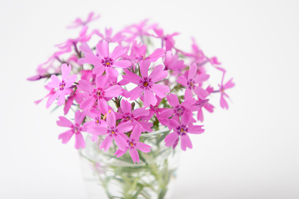 芝桜　画像1　　花の素材　無料写真素材 