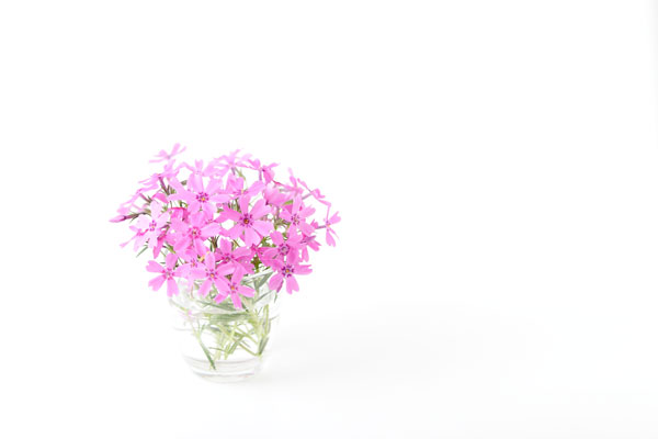 芝桜　画像2　花の素材　フリー写真素材 