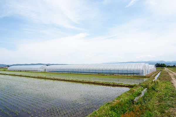 ビニールハウス 画像2 フリー写真素材