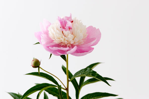 牡丹の花　白いバック　画像2　フリー写真素材