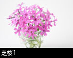 芝桜1
