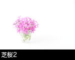 芝桜2