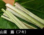 山菜　蕗（フキ）