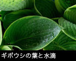 ギボウシの葉と水滴1