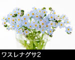 ワスレナグサ2