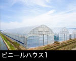 ビニールハウス1