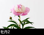 牡丹2