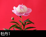 牡丹1