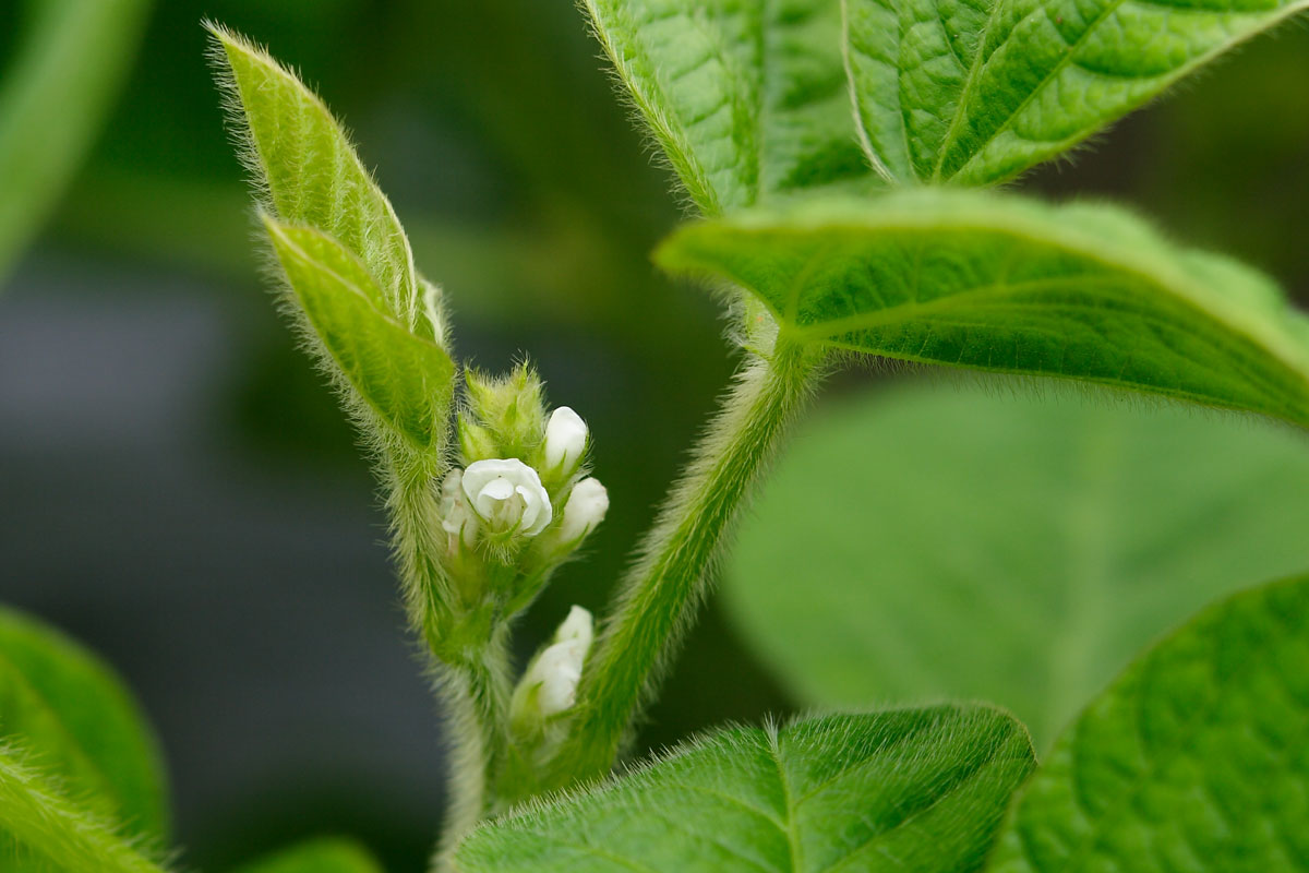 f58-2371　枝豆　大豆の花