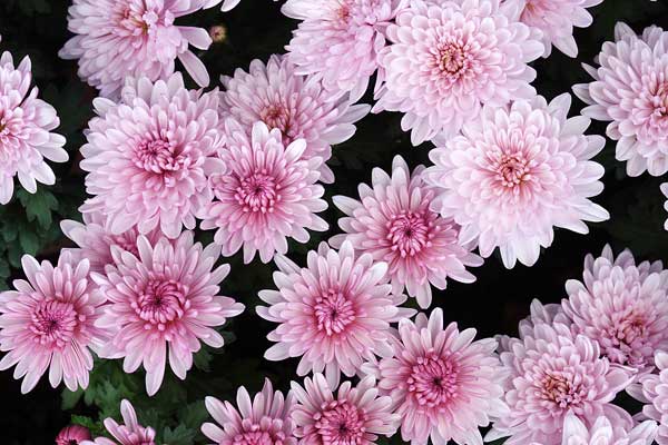 赤紫の小菊　画像　無料写真素材 フリー写真素材