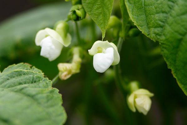 インゲンの花 画像 無料写真素材 フリー写真素材