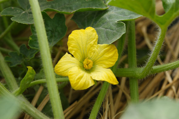 スイカの花 画像 無料写真素材 フリー写真素材