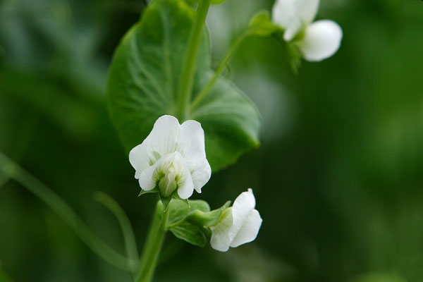 さやえんどうの花 きぬさや 畑 野菜 画像2 無料写真素材 フリー写真素材