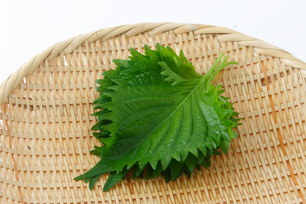青紫蘇 野菜 画像2 無料写真素材　フリー写真素材