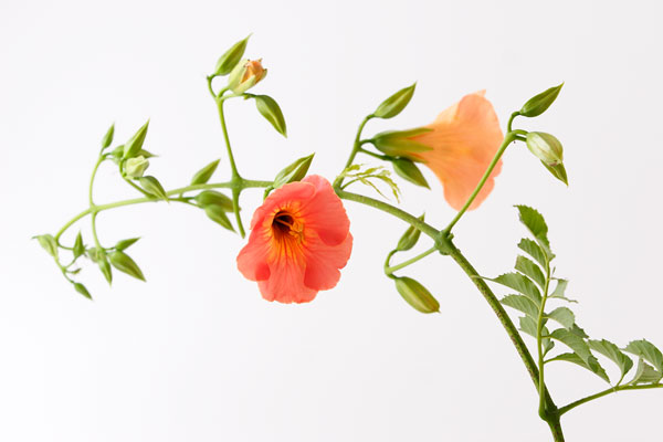 ノウゼンカズラ 　画像1　夏の花　無料写真素材　