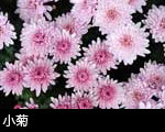 小菊