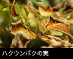 ハクウンボクの実