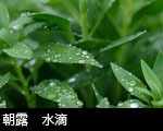 朝露　水滴
