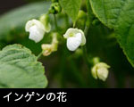 インゲンの花