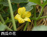 西瓜の花