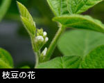 枝豆の花