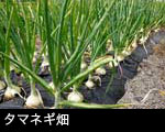 タマネギ畑