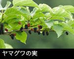 クワの葉 クワの実 画像 写真