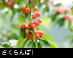 さくらんぼ1