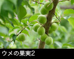 ウメの果実2