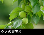 ウメの果実3