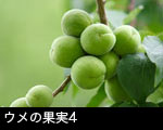 ウメの果実4