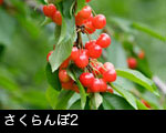 さくらんぼ2