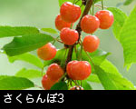 さくらんぼ3