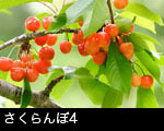 さくらんぼ4