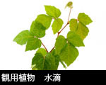 観用植物　水滴