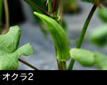 オクラ2