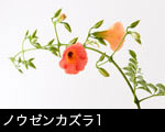 ノウゼンカズラ1