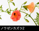 ノウゼンカズラ2