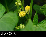 小豆の花
