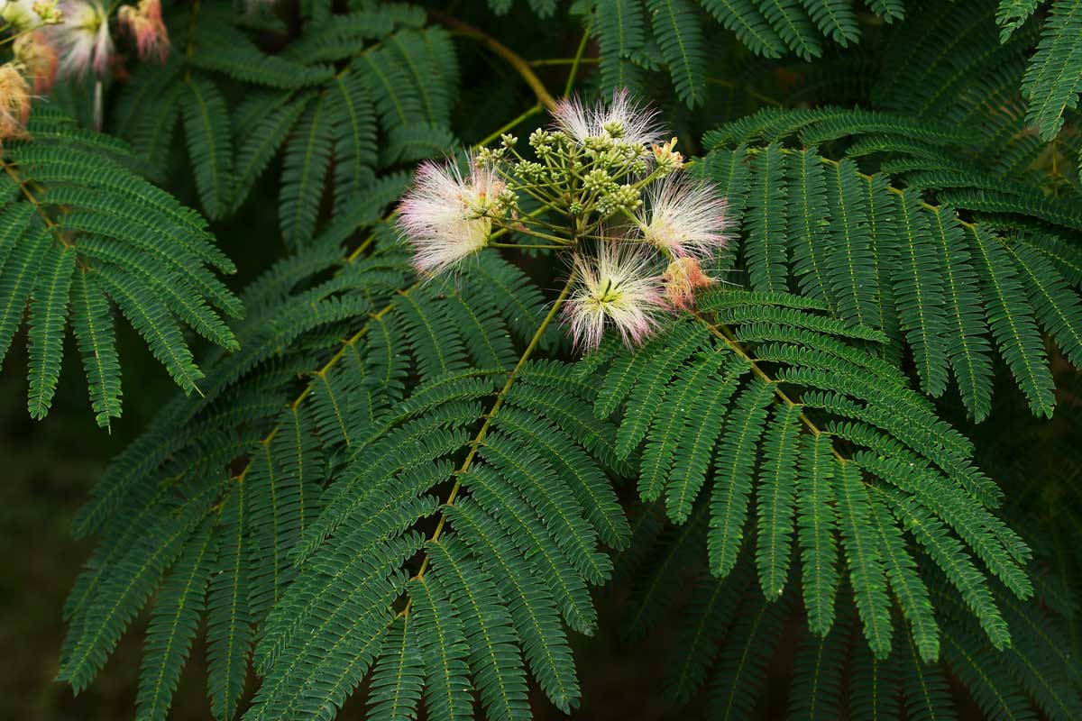 f59-2744 　ネムノキの花2